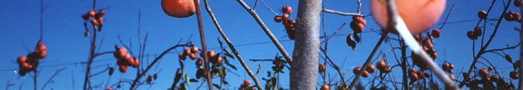 Welcome to The Australian Persimmon Export Company